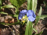 Asiatic Dayflower