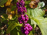 BeautyBerry