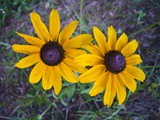 Black-Eyed Susan