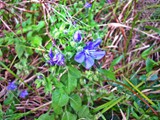 Blue Waterleaf