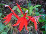 CardinalFlower