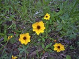 Coreopsis