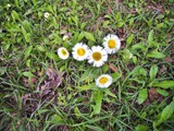 FleaBane