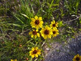 Garden Coreopsis