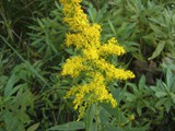 Goldenrod