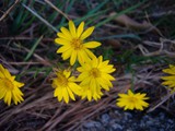 HairyGoldenAster