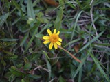 Huisache Daisy