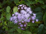 Joe-Pye Weed