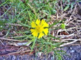 Lance-leaved Coreopsis