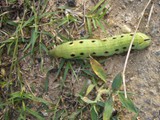 Luna Caterpillar