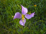 Meadow Beauty