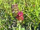 Red_Clover