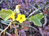 Yellow Primrose