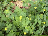 YellowClover